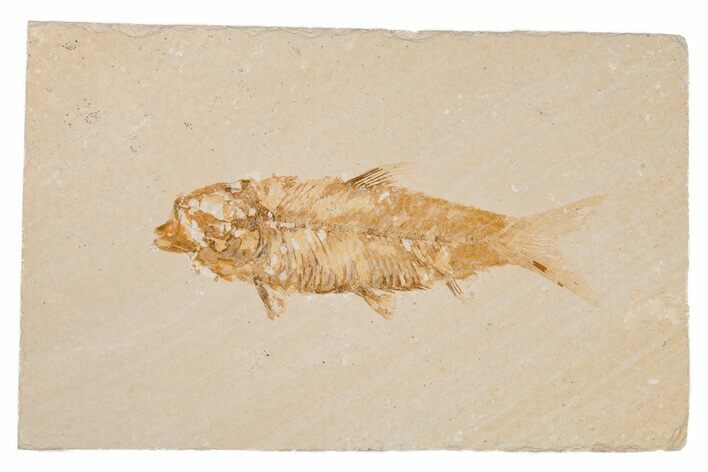Detailed Fossil Fish (Knightia) - Wyoming #204483